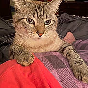 Merlin is registered to the contest to win money with this photo: cat, tabby, blue_eyes, close_up, paw, blanket, orange_fabric, indoor, cozy, resting, whiskers, fur, striped, pet, animal, feline, curious, bedroom, soft_lighting, relaxed
