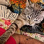 Merlin is registered to the contest to win money with this photo: cat, tabby, blue_eyes, paw, person, tattoo, arm, blanket, striped, indoor, curious, pet, feline, closeup, bed, colorful, patterned, whiskers, fur, cozy