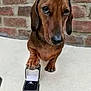 brick_wall, brown_fur, close_up, cute, dachshund, dog, ears, engagement_ring, front_paws, looking_up, nose, outdoor, paw, pet_photography, proposal, ring_box, sad_eyes, sitting, small_dog, white_surface