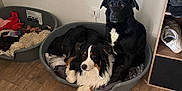 Venom participe au concours pour gagner de l'argent avec cette photo : dog, pet_basket, indoor, wooden_floor, black_dog, tricolor_dog, two_dogs, cozy, resting, furniture, shoe_rack, sitting, laying_down, blanket, home, floor, animal, cute, domestic, companion