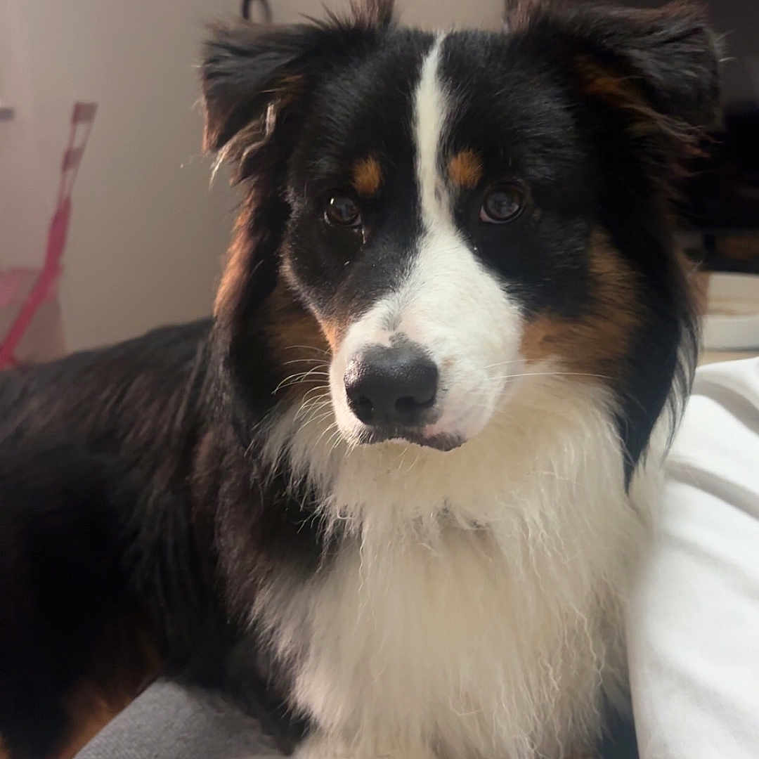 Venom participe au concours pour gagner de l'argent avec cette photo : animal, black, brown, canine, companion, couch, cute, dog, domestic, fluffy, friendly, fur, house, indoor, paw, pet, portrait, relaxed, tricolor, white