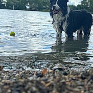 Venom participe au concours pour gagner de l'argent avec cette photo : animal, black_and_white, canine, clouds, daylight, dog, happy, lake, nature, outdoor, pet, playful, reflection, shore, sky, summer, tennis_ball, trees, water, wet