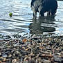 Venom participe au concours pour gagner de l'argent avec cette photo : animal, black_and_white, blurred_background, canine, daytime, dog, grass, lake, nature, outdoor, pebbles, pet, reflection, rocks, shallow_water, shore, summer, trees, twigs, water