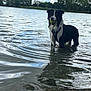 Venom participe au concours pour gagner de l'argent avec cette photo : animal, black_and_white, canine, cloudy_sky, daytime, dog, fetch, happy, lake, nature, outdoor, pet, playful, reflection, shallow_water, standing, summer, tennis_ball, trees, water