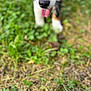 Venom a rejoint le concours — aidez-le/la à gagner de superbes lots ! dog, nose, tongue, outdoor, grass, blur, closeup, animal, pet, black, white, brown, nature, playful, canine, mouth, fur, summer, young, walking