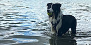 Venom a rejoint le concours — aidez-le/la à gagner de superbes lots ! animal, black_and_white, canine, clouds, daytime, dog, lake, nature, outdoor, pet, playful, recreation, reflection, shallow_water, sky, summer, tennis_ball, trees, water, wet