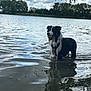 animal, black_and_white, canine, clouds, daytime, dog, lake, nature, outdoor, pet, playful, recreation, reflection, shallow_water, sky, summer, tennis_ball, trees, water, wet