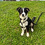Venom a rejoint le concours — aidez-le/la à gagner de superbes lots ! dog, grass, outdoor, green, leash, harness, animal, pet, nature, tricolor, sitting, fur, canine, park, young, cute, ears, collar, background, daytime