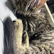 Pb joined the competition — help win amazing prizes! cat, tabby, sleeping, fur, tail, pet, domestic_animal, close_up, resting, striped, whiskers, indoor, cute, feline, animal, cozy, relaxed, soft_light, collar, nap