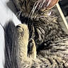 animal, cat, close_up, collar, cozy, cute, domestic_animal, feline, fur, indoor, nap, pet, relaxed, resting, sleeping, soft_light, striped, tabby, tail, whiskers