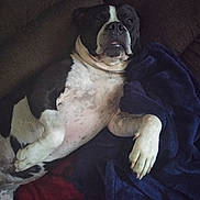 Tank joined the competition — help win amazing prizes! dog, black_and_white, couch, blanket, relaxed, indoor, pet, sleepy, cozy, fur, paw, face, resting, comfort, canine, home, animal, snout, lying_down, domestic
