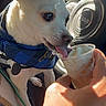 dog, chihuahua, white_dog, scarf, blue_scarf, ice_cream, cup, hand, car_interior, steering_wheel, jeep_logo, sunlight, pet, animal, licking, close_up, cute, small_dog, vehicle, human_hand