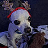 Jango is registered to the contest to win money with this photo: dog, white_dog, reindeer_antlers, holiday_costume, pet, blanket, toy, cute, small_dog, indoor, cozy, christmas, festive, animal, fur, collar, portrait, closeup, companion, pet_accessory
