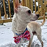 Jango is registered to the contest to win money with this photo: dog, small_dog, white_dog, bow_tie, heart_pattern, outdoor, snow, wooden_railing, pet, side_profile, ears, collar, winter, animal, cute, canine, fence, paw, background, nature