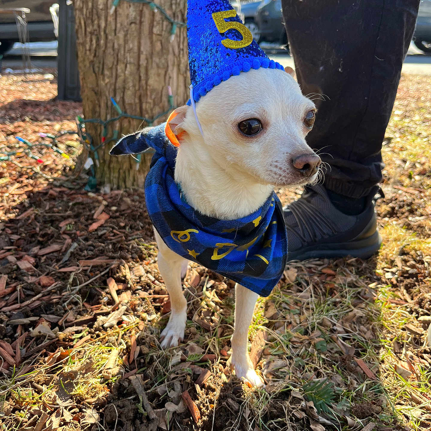 Jango joined the competition — help win amazing prizes! dog, small_dog, white_dog, party_hat, blue_hat, pom_pom, bandana, blue_bandana, tree, grass, leaves, person, pants, shoes, outdoor, daylight, holiday_lights, curious, pet, animal