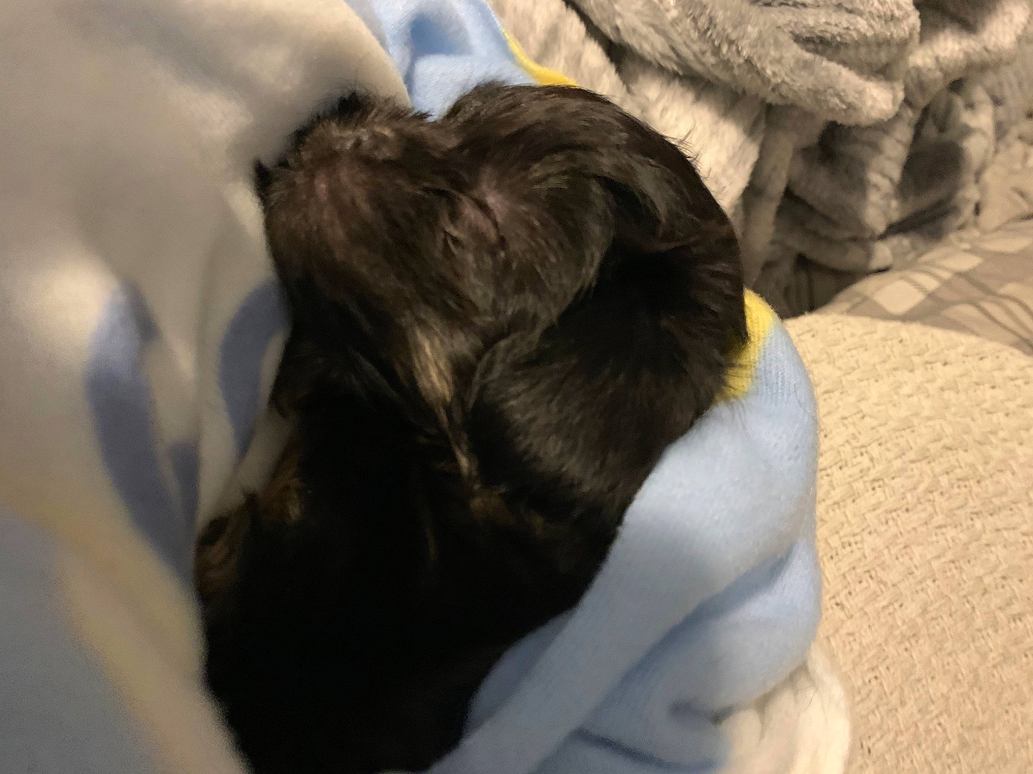 Mylie joined the competition — help win amazing prizes! canidae, carnivore, comfort, companion_dog, dog, dog_breed, fur, linens, non_sporting_group, puppy, puppy_love, snout, sporting_group, working_animal, working_dog