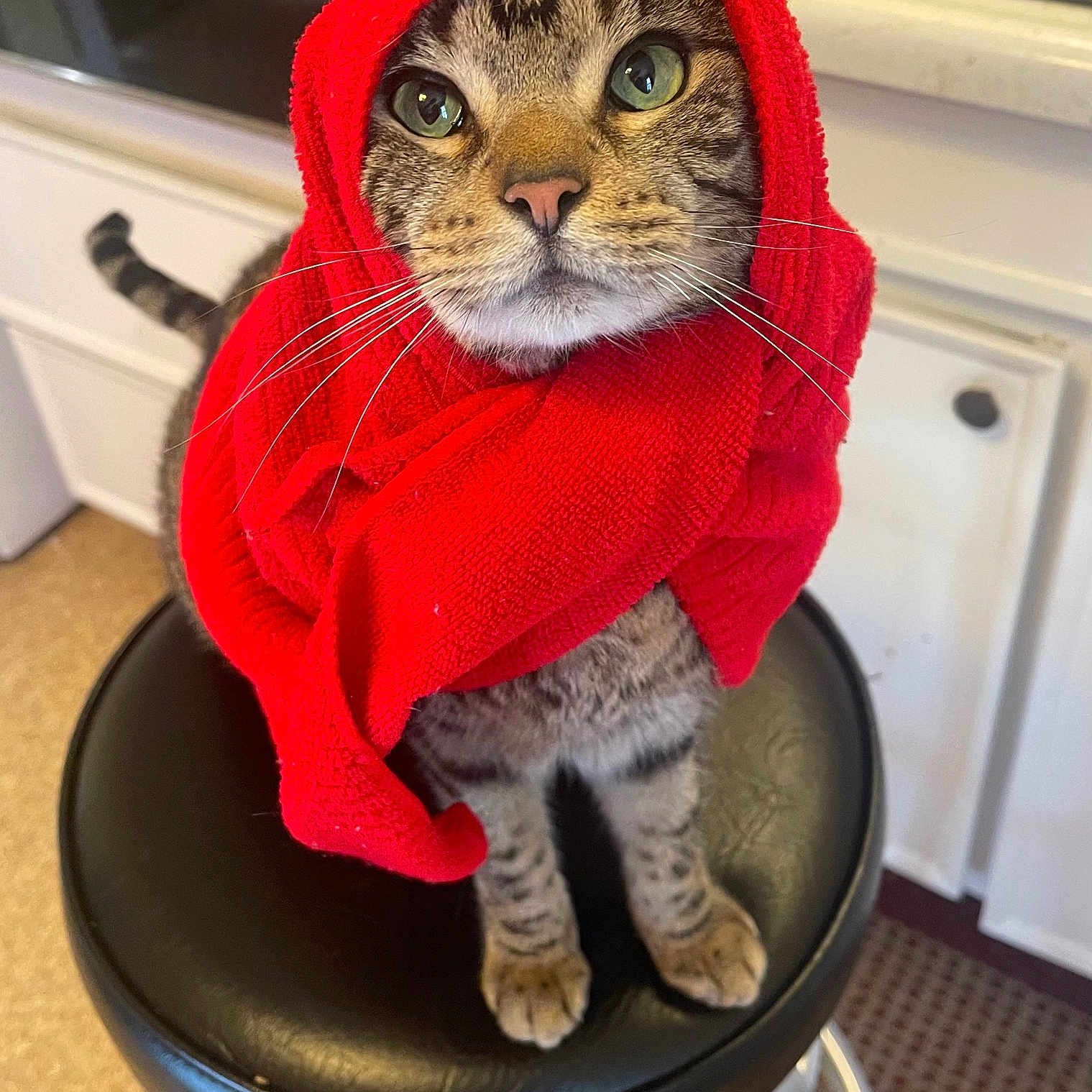 Do-Si-do is registered to the contest to win money with this photo: abyssinian, animal, barstool, blanket, cat, clothing, face, furniture, head, indoors, interiordesign, kitten, knitwear, manx, person, pet, photography, portrait, sweater, towel