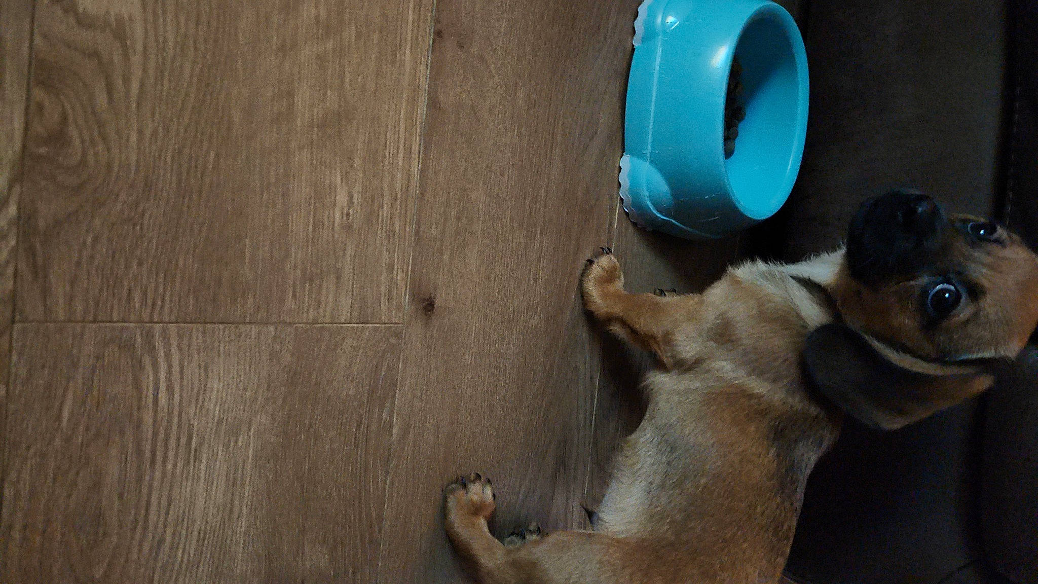 Otto is registered to the contest to win money with this photo: canidae, carnivore, dog, dog_breed, drinkware, electric_blue, fawn, flooring, fur, hardwood, paw, snout, tail, terrestrial_animal, whiskers, wildlife, wood, working_animal