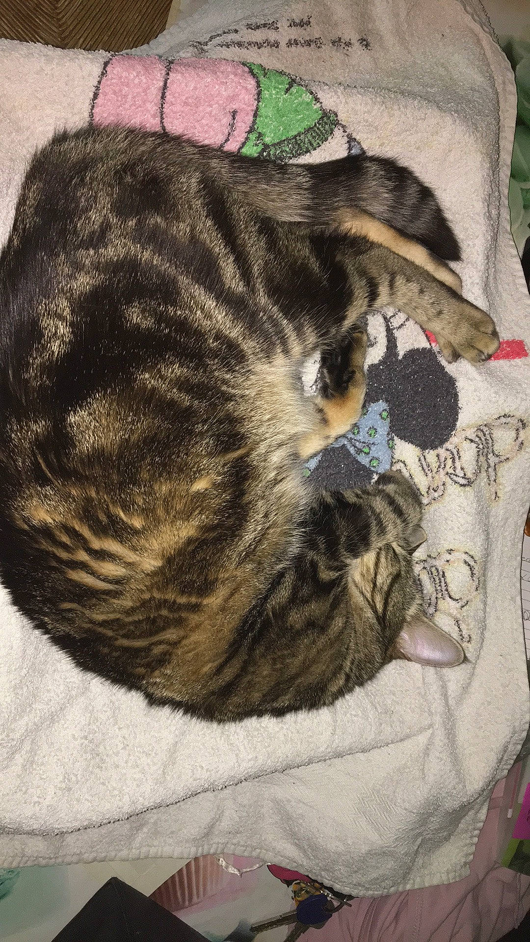 Nala participe au concours pour gagner de l'argent avec cette photo : carnivore, cat, comfort, felidae, fur, linens, nap, sleep, small_to_medium_sized_cats, tail, whiskers