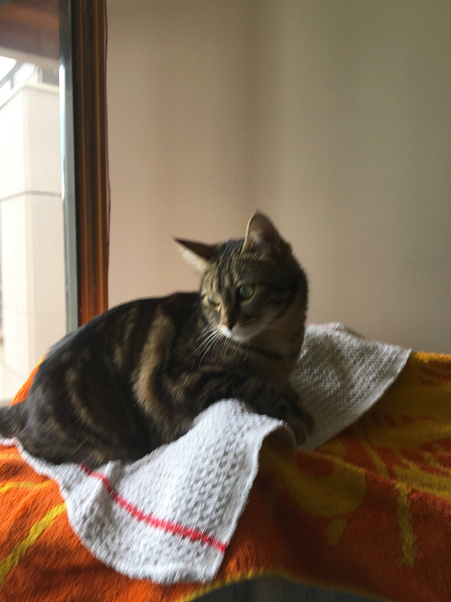 Nala a rejoint le concours — aidez-le/la à gagner de superbes lots ! blanket, carnivore, cat, comfort, domestic_short_haired_cat, felidae, fur, linens, small_to_medium_sized_cats, tail, whiskers