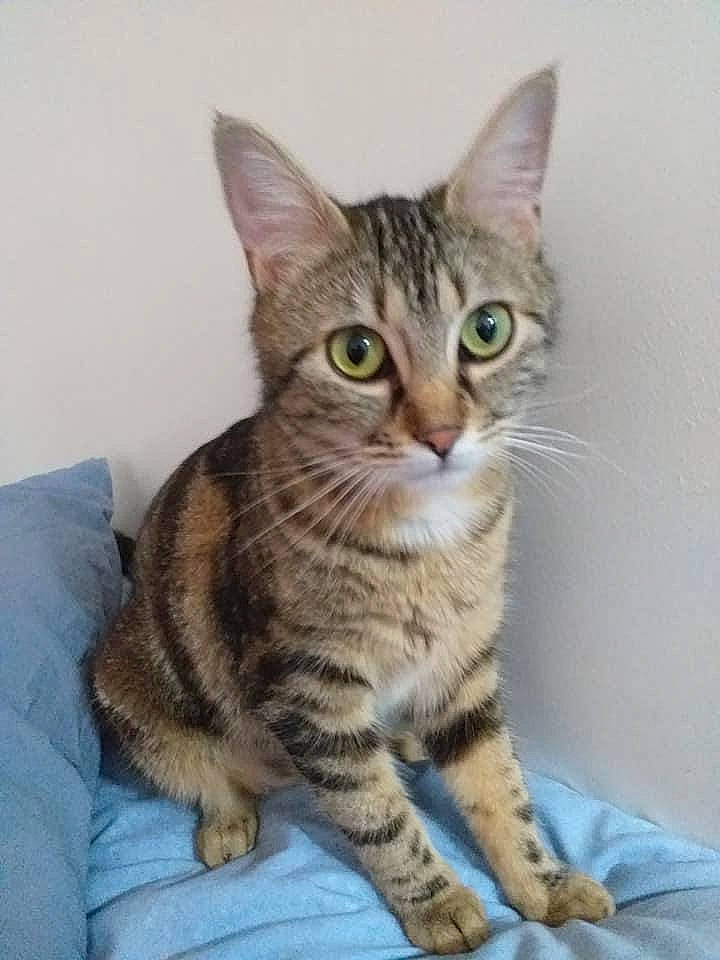 Nala participe au concours pour gagner de l'argent avec cette photo : carnivore, cat, comfort, domestic_short_haired_cat, european_shorthair, fawn, felidae, fur, iris, kitten, linens, skin, small_to_medium_sized_cats, snout, tabby_cat, tail, terrestrial_animal, toe, vertebrate, whiskers