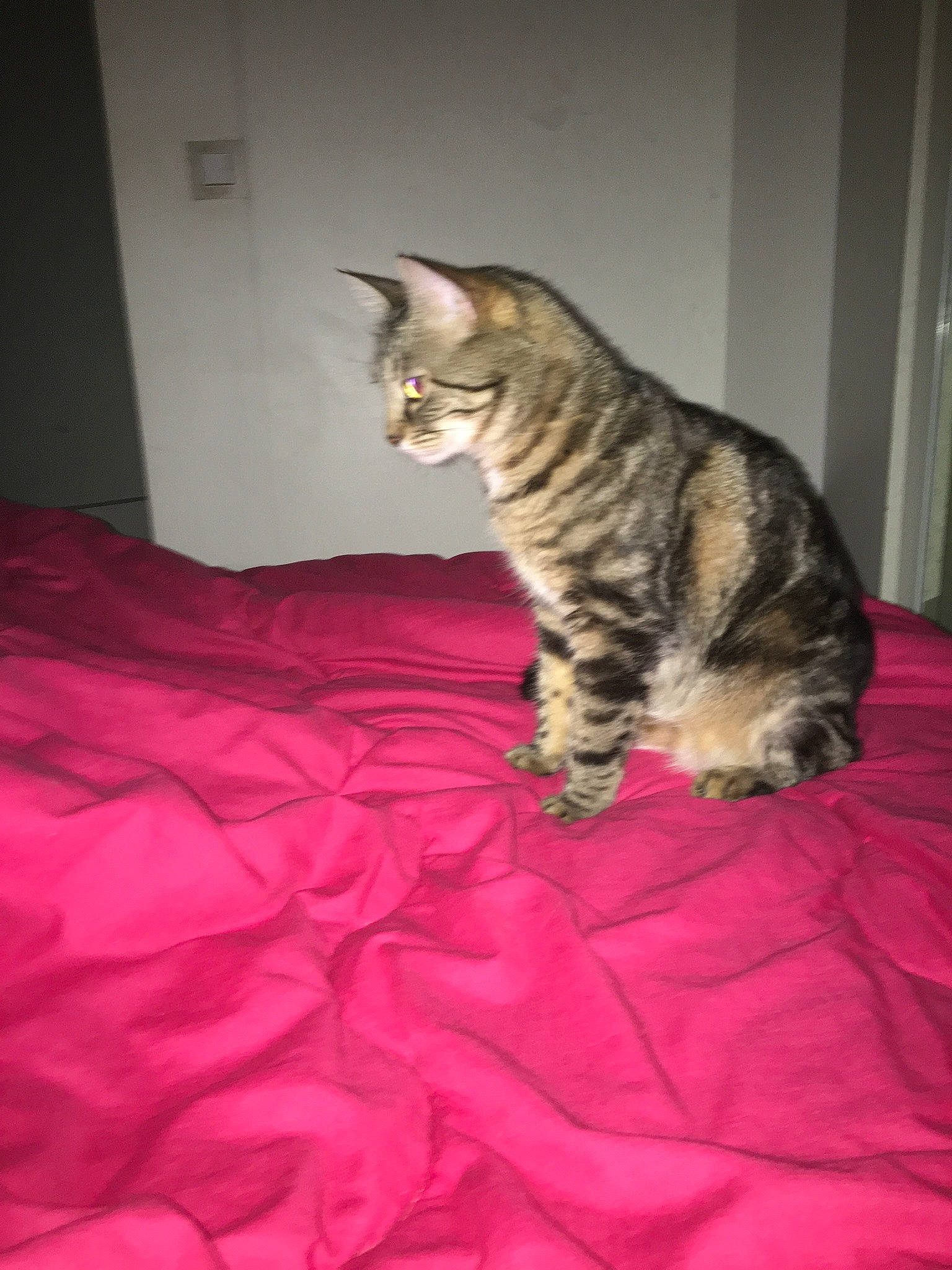 Nala participe au concours pour gagner de l'argent avec cette photo : bed, bed_sheet, bedding, bedroom, blanket, carnivore, cat, domestic_short_haired_cat, duvet, felidae, fur, linens, pink, room, small_to_medium_sized_cats, snout, tail, terrestrial_animal, vertebrate, whiskers