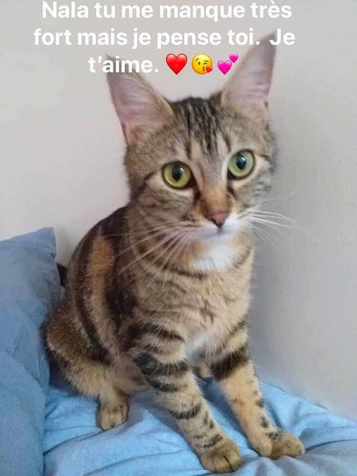 Nala a rejoint le concours — aidez-le/la à gagner de superbes lots ! aegean_cat, american_wirehair, arabian_mau, asian, australian_mist, california_spangled, carnivore, cat, domestic_short_haired_cat, dragon_li, european_shorthair, felidae, kitten, mammal, photo_caption, pixie_bob, small_to_medium_sized_cats, tabby_cat, vertebrate, whiskers