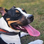 Roxy a rejoint le concours — aidez-le/la à gagner de superbes lots ! dog, pet, canine, black_and_white, tricolor, outdoor, grass, lying_down, panting, tongue, happy, playful, close_up, portrait, collar, harness, floppy_ears, snout, teeth, natural_light