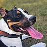 dog, pet, canine, black_and_white, tricolor, outdoor, grass, lying_down, panting, tongue, happy, playful, close_up, portrait, collar, harness, floppy_ears, snout, teeth, natural_light