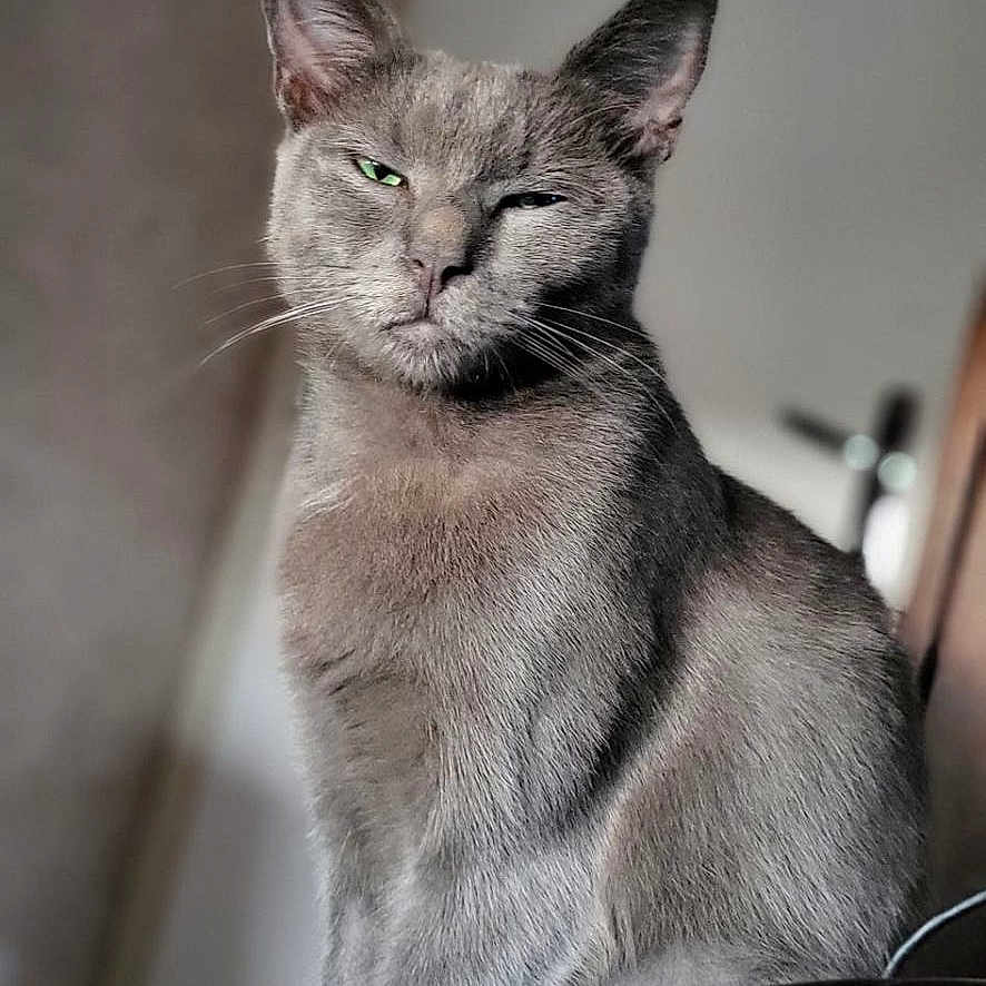 Ukio a rejoint le concours — aidez-le/la à gagner de superbes lots ! abyssinian, angora, animal, blackcat, cat, egyptiancat, kitten, manx, pet, siamese