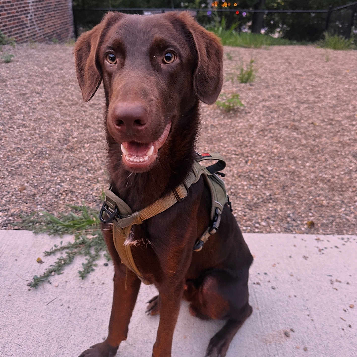 Buck is registered to the contest to win money with this photo: accessories, animal, canine, dog, gravel, harness, hound, labradorretriever, leash, pet, plant, pointer, policedog, puppy, road, slate, snout, strap, terrier, tree