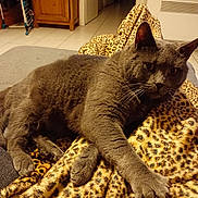 Paco a rejoint le concours — aidez-le/la à gagner de superbes lots ! cat, gray_cat, feline, pet, animal, indoor, cozy, blanket, leopard_print, stretching, fur, paw, relaxed, home, wooden_furniture, floor, tile_floor, whiskers, ears, curious_eyes