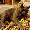 animal, blanket, cat, cozy, curious_eyes, ears, feline, floor, fur, gray_cat, home, indoor, leopard_print, paw, pet, relaxed, stretching, tile_floor, whiskers, wooden_furniture