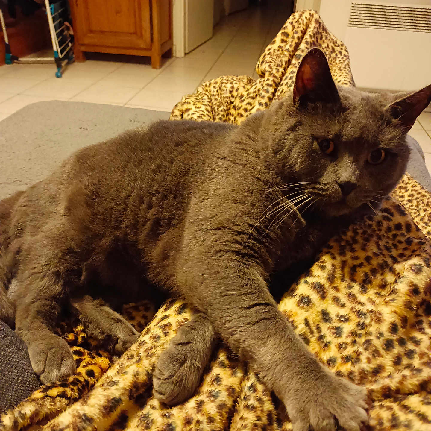 Paco a rejoint le concours — aidez-le/la à gagner de superbes lots ! cat, gray_cat, feline, pet, animal, indoor, cozy, blanket, leopard_print, stretching, fur, paw, relaxed, home, wooden_furniture, floor, tile_floor, whiskers, ears, curious_eyes