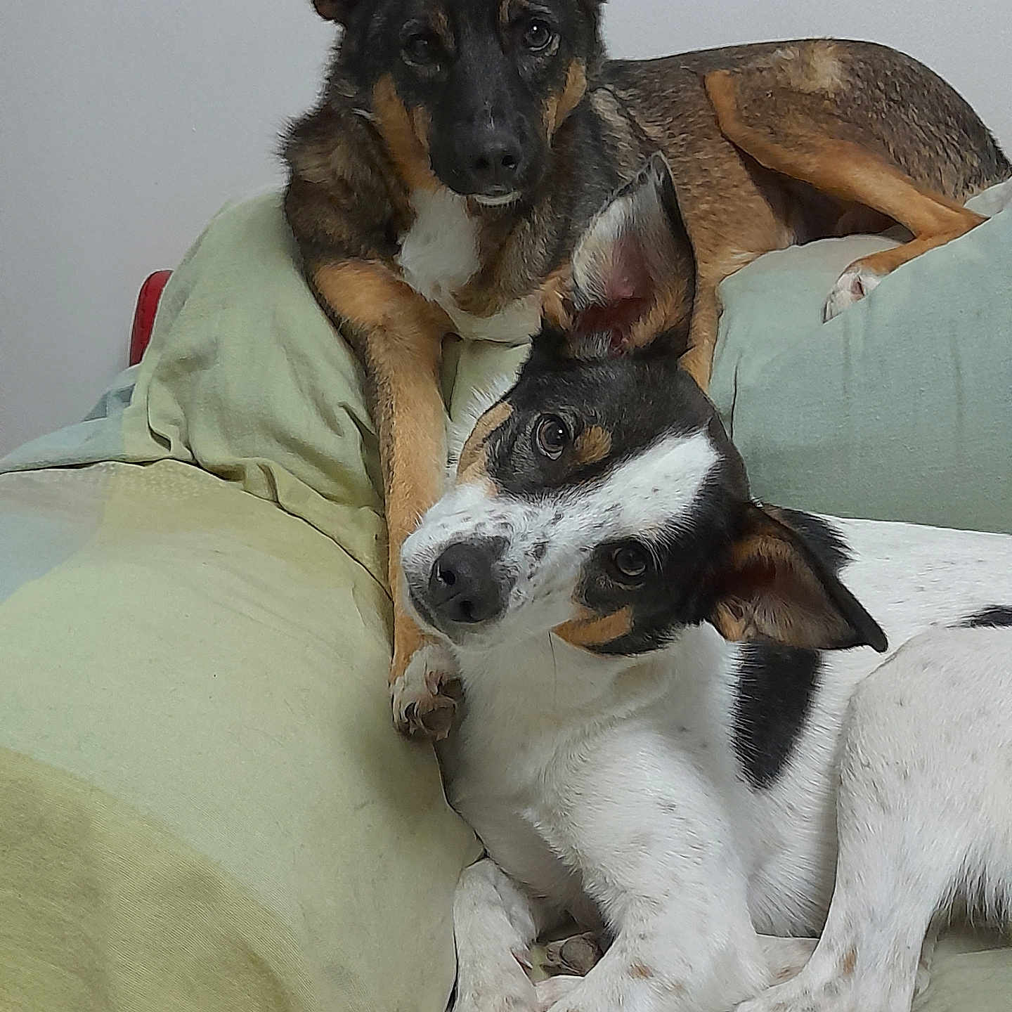 Ouréa Et Hygie a rejoint le concours — aidez-le/la à gagner de superbes lots ! animal, armchair, beagle, blanket, canine, chair, chihuahua, couch, cushion, dog, furniture, germanshepherd, homedecor, hound, husky, linen, pet, pointer, puppy, terrier