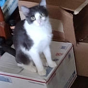 Blake joined the competition — help win amazing prizes! animal, box, cardboard_box, cat, clutter, fluffy, front_view, gray_and_white, home, indoors, kitten, looking_at_camera, packing, pet, pointed_ears, portrait, shipping, sitting, white_chest, wood_floor