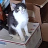 animal, box, cardboard_box, cat, clutter, fluffy, front_view, gray_and_white, home, indoors, kitten, looking_at_camera, packing, pet, pointed_ears, portrait, shipping, sitting, white_chest, wood_floor