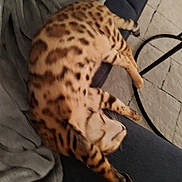 Falco participe au concours pour gagner de l'argent avec cette photo : cat, sleeping, spotted, couch, blanket, indoor, feline, relaxing, fur, cozy, pet, animal, home, resting, pattern, paw, tail, soft, comfort