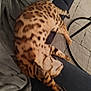 cat, sleeping, spotted, couch, blanket, indoor, feline, relaxing, fur, cozy, pet, animal, home, resting, pattern, paw, tail, soft, comfort