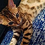 Falco participe au concours pour gagner de l'argent avec cette photo : cat, bengal_cat, pet, animal, feline, fur, pattern, striped, spotted, blue_blanket, white_blanket, close_up, stretching, indoor, cute, whiskers, ears, eyes, soft_texture, relaxed
