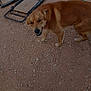 dog, brown_dog, outdoor, dirt, gravel, garden_hose, folded_chair, pet, animal, canine, standing, fence, backyard, earth, smiling_dog, daylight, nature, friendly, loyal, domestic_animal