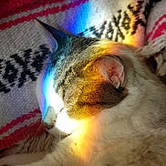 Butch joined the competition — help win amazing prizes! cat, feline, sleeping, resting, close_up, portrait, tabby, white_fur, striped_fur, pointed_ears, whiskers, closed_eyes, cozy, blanket, textile, indoor, colorful_lighting, dramatic_lighting, relaxed, pet