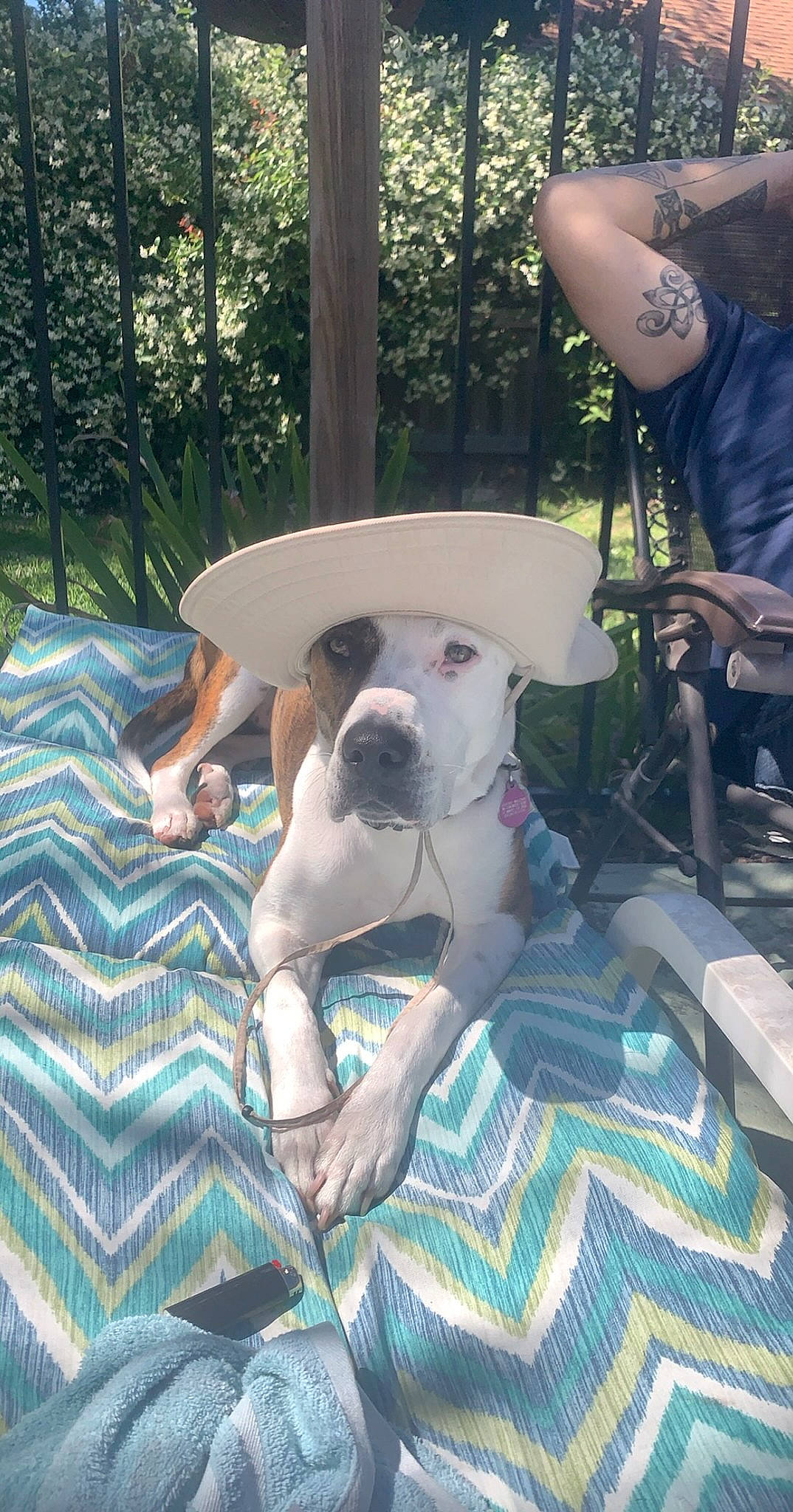 Nora joined the competition — help win amazing prizes! american_bulldog, american_pit_bull_terrier, bully_kutta, canidae, carnivore, companion_dog, dog, dog_breed, dogo_argentino, fawn, mammal, non_sporting_group, pit_bull, vertebrate