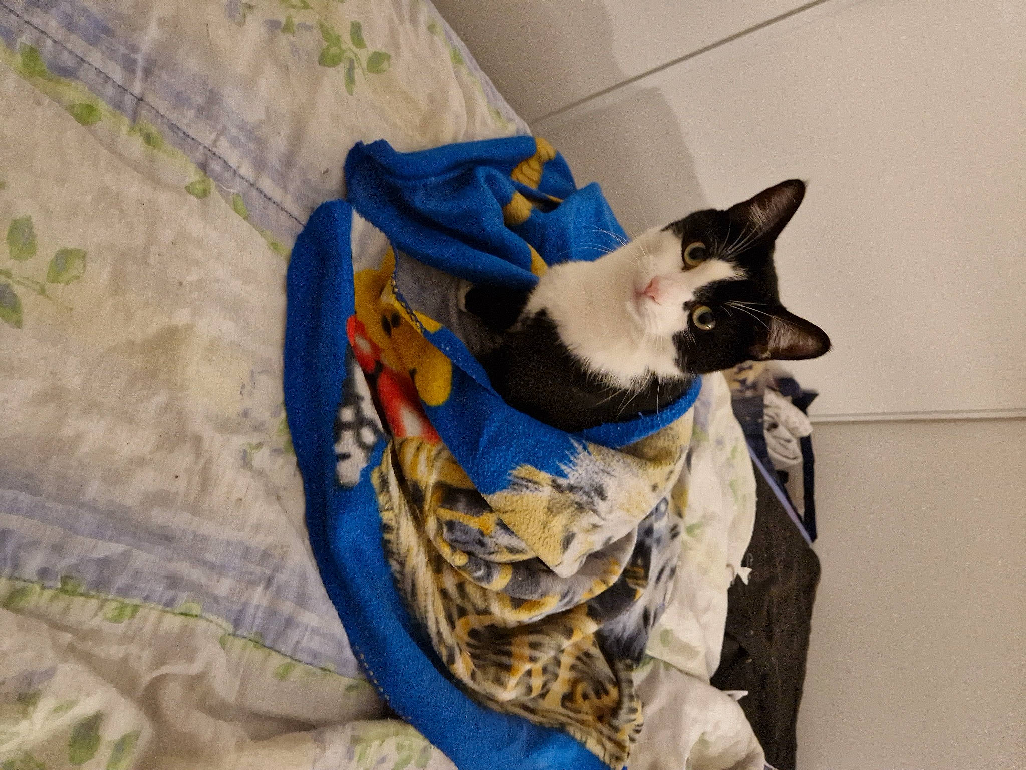 Felix participe au concours pour gagner de l'argent avec cette photo : bag, bedding, black_cat, carnivore, cat, comfort, dog_breed, domestic_short_haired_cat, electric_blue, felidae, fur, linens, luggage_and_bags, nap, pattern, paw, small_to_medium_sized_cats, tail, thai, whiskers