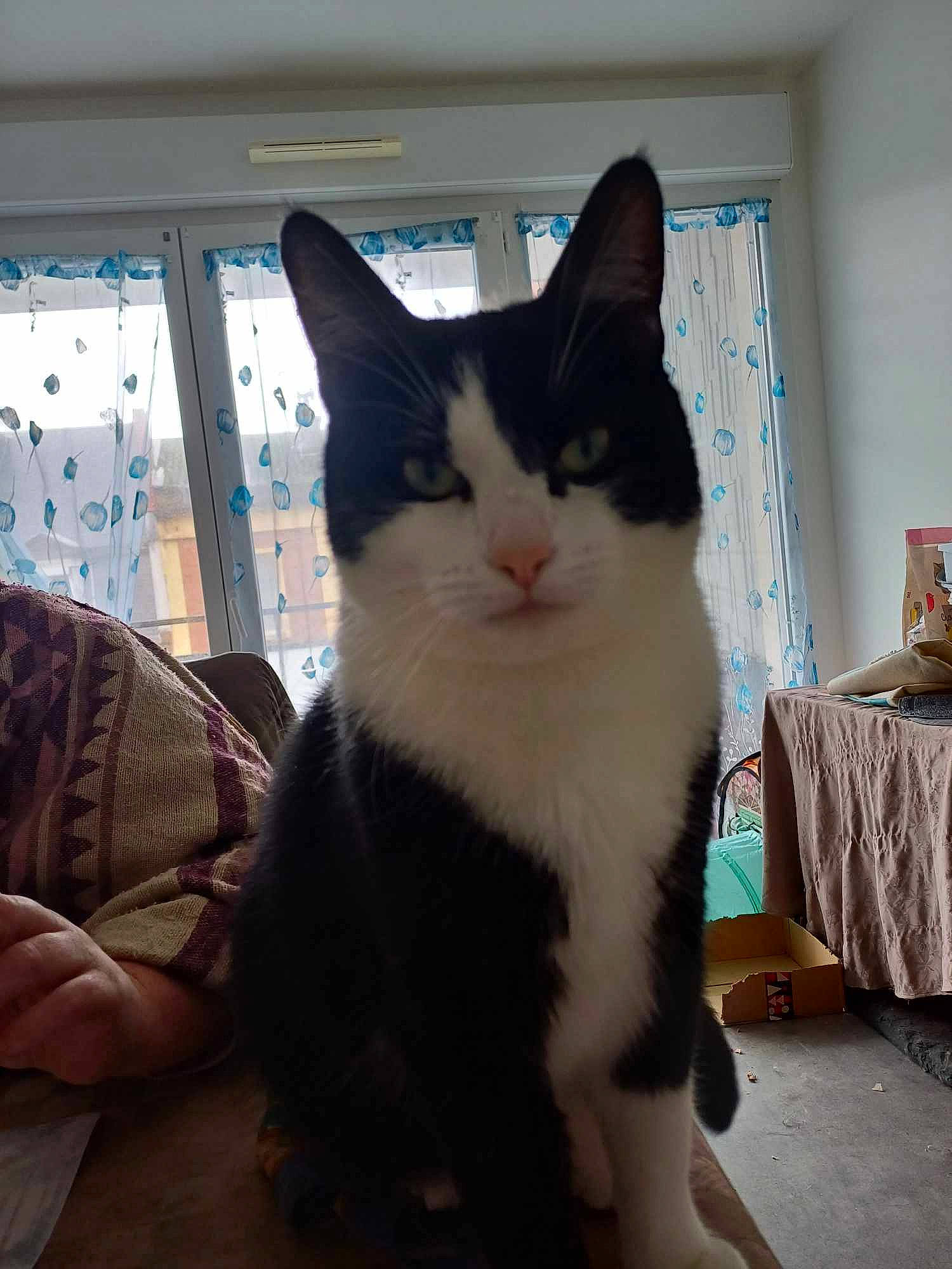 Felix participe au concours pour gagner de l'argent avec cette photo : box, carnivore, cat, comfort, domestic_short_haired_cat, felidae, flooring, foot, fur, human_leg, lap, paw, peripheral, sitting, small_to_medium_sized_cats, snout, square, tail, whiskers, window