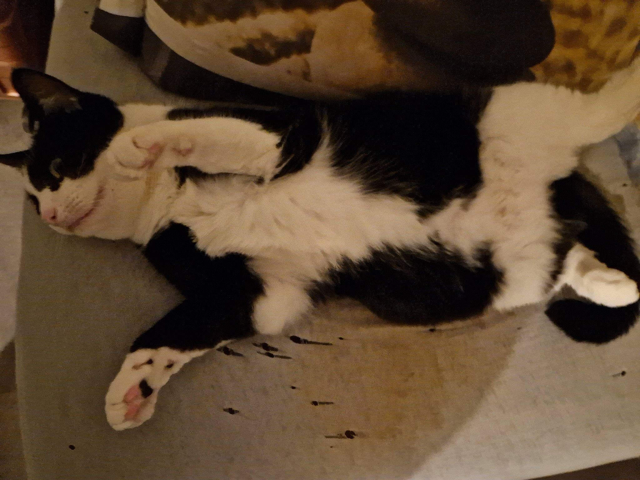 Felix a rejoint le concours — aidez-le/la à gagner de superbes lots ! canidae, carnivore, cat, claw, comfort, companion_dog, dog_breed, domestic_short_haired_cat, felidae, flooring, foot, fur, lap, nap, paw, sleep, small_to_medium_sized_cats, sporting_group, tail, whiskers