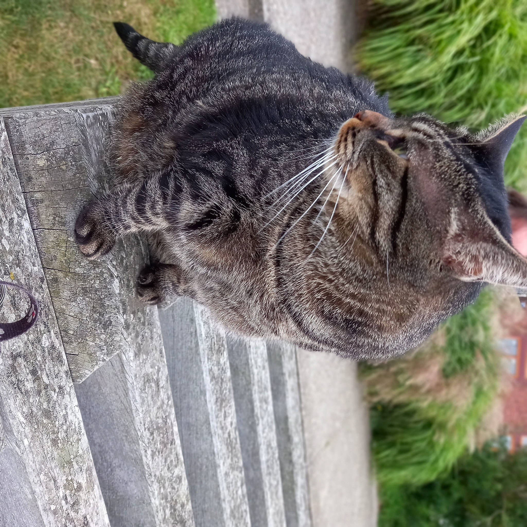 Miha participe au concours pour gagner de l'argent avec cette photo : bombay, carnivore, cat, claw, domestic_short_haired_cat, felidae, fur, grass, plant, small_to_medium_sized_cats, snout, tail, terrestrial_animal, tree, whiskers, wildlife, wood