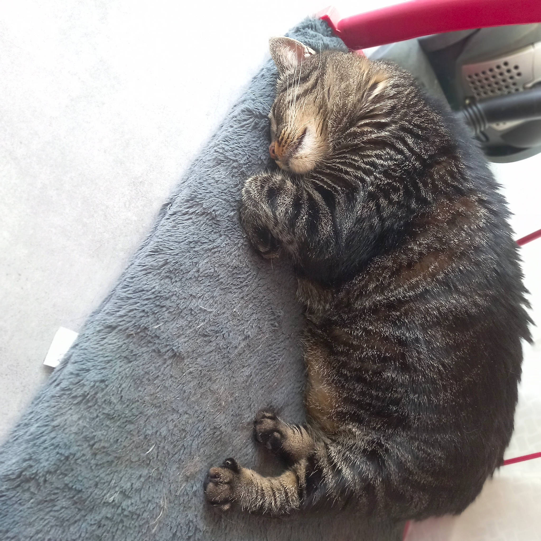 Miha participe au concours pour gagner de l'argent avec cette photo : automotive_tire, carnivore, cat, claw, comfort, domestic_short_haired_cat, felidae, fur, grey, metal, nap, paw, sleep, small_to_medium_sized_cats, snout, tail, terrestrial_animal, whiskers