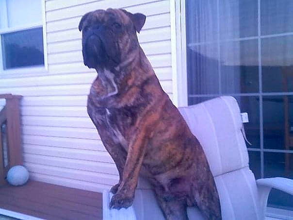 Mugz Quirk joined the competition — help win amazing prizes! canidae, carnivore, chair, companion_dog, dog, dog_breed, fawn, felidae, guard_dog, liver, molosser, snout, sporting_group, tail, terrestrial_animal, whiskers, window, wood, working_dog, wrinkle