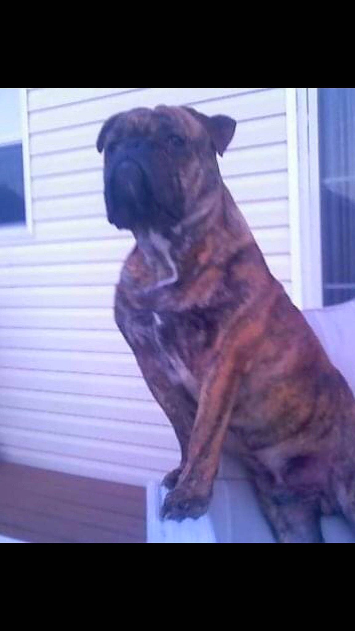 Mugz Quirk joined the competition — help win amazing prizes! art, boxer, canidae, carnivore, companion_dog, dog, dog_breed, electric_blue, fawn, guard_dog, liver, metal, molosser, snout, sporting_group, tail, tints_and_shades, window, wood, working_animal